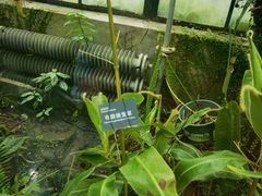 -国家植物园南园