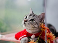 -lincat·猫舍(广州店)