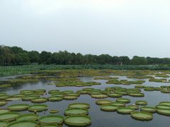 -荷塘月色湿地公园·向阳花洲