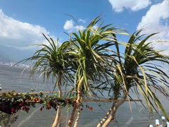 -野菌皇海景野生菌火锅(滨海大道店)