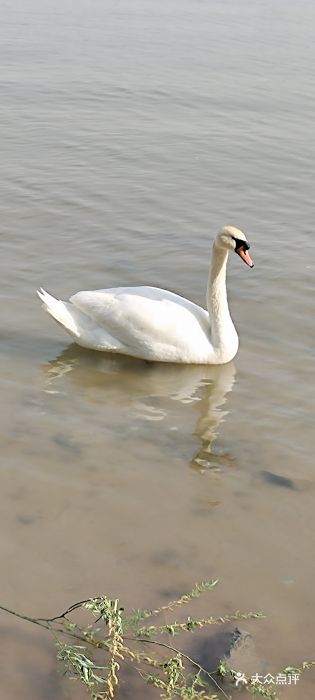 北龙湖湿地公园图片