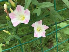 -武汉世外桃源农庄