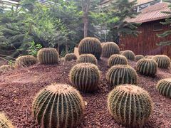 -呀路古热带植物园