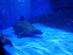 -上海海昌海洋公园-冰山北极馆