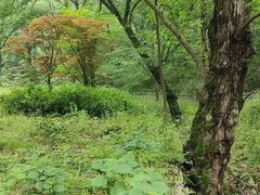 -南京老山国家森林公园