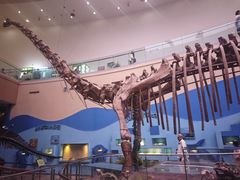 -陕西自然博物馆