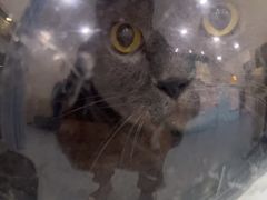 -佳怡动物医院·平价24小时·猫专科骨外科