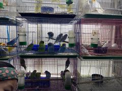 -花鸟鱼虫鲜花绿植市场(玉泉路店)