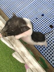 -萌宠亲子动物乐园(槐房万达店)