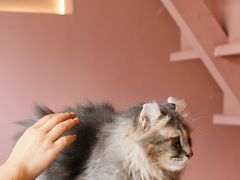 -猫儿山۰猫主题餐厅