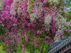 -深圳国际园林花卉博览园