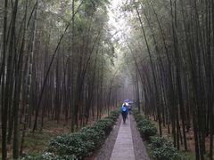 -大奇山国家森林公园