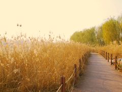 IMGP0616-北京麋鹿生态实验中心