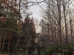 -东平国家森林公园