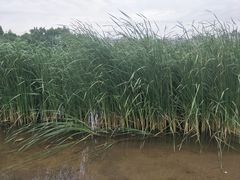 -新江湾城公园