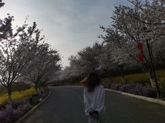 -古柏渡飞黄旅游区