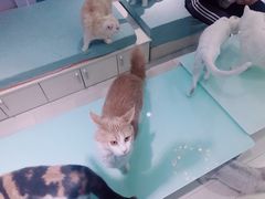 -喵的天空名猫咖啡馆·撸猫·猫舍·用品