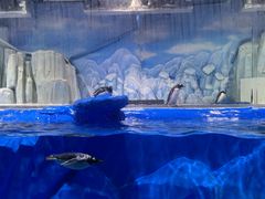 -石家庄海洋公园