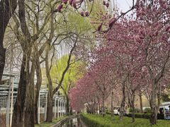 -洛阳市隋唐城遗址植物园