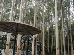 -桉树林A coffee 森林餐厅(三圣乡店)
