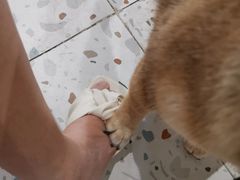 -柴务处·柴犬主题狗咖