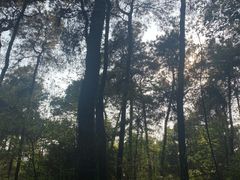 -铁山坪森林公园