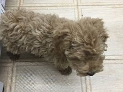 -荣耀金沙动物医院(清江西路店)