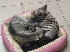 -清迈夜间动物园