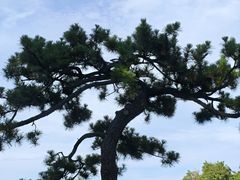 -鸡鸣赐茶(鸡鸣寺路店)