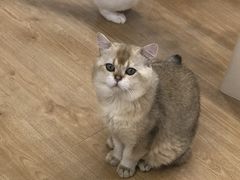 -有喵·猫咖·狗咖·30几只猫10只小狗(岗厦店)