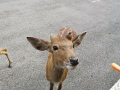 -清迈夜间动物园