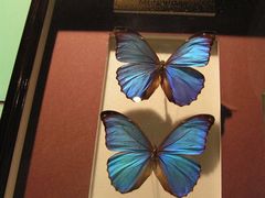 -上海昆虫博物馆