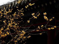 -潭柘寺景区