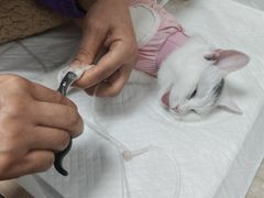 -北京观赏动物医院·24小时大型综合·猫专科·异宠专科