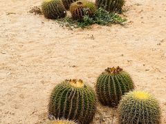 -东莞植物园