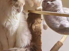 -猫宠乐园·专业洗护