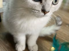 -CoCo都可(大华二店)