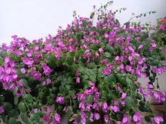 -阿谋美食·广西菜