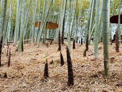 -宁波浙东大竹海景区
