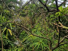 -深圳国际园林花卉博览园