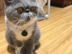 -啵啵喵·猫咖(攀华国际店)