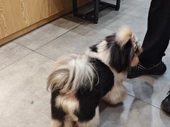 -帕帕拉兹宠物(亚洲旗舰店)