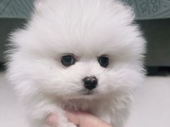 -天宠宠物医院24小时·急重症诊疗中心·全科·腔镜特色(和平分院)