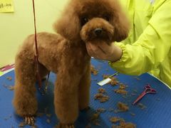iphone_upload_pic-爱宠屋pet shop·宠物洗澡·宠物美容