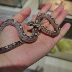 -Moni星球萌宠·小马宝莉·灵蛇·高端高阶全萌宠互动体验俱乐部(红豆国际广场店)