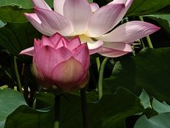 -荔湾湖公园