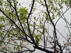 -南京市民俗博物馆(甘熙宅第)