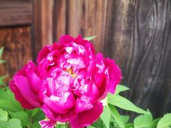 -京都冈本和服体验租赁店(祗园店)