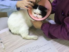 -宠颐生贝利健动物医院(谢家湾分院)