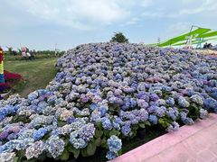 -荷兰花海